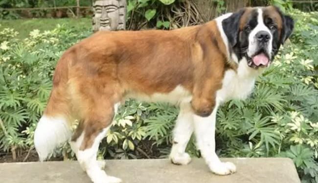 This Dog Works In A Fivestar Hotel Attends Meetings And Draws A Hefty Salary