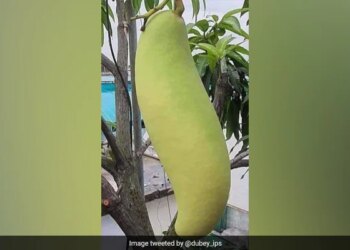 ये कौन सा फल है?  IPS अधिकारी के इस सवाल पर क्या है आपका जवाब?