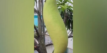 ये कौन सा फल है?  IPS अधिकारी के इस सवाल पर क्या है आपका जवाब?