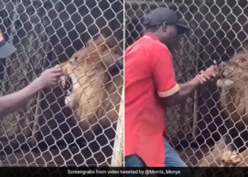 Lion Bites Off Man Finger After He Tries To Teasing It Incident Caught On Camera Viral Video Is Not For Faint Hearted