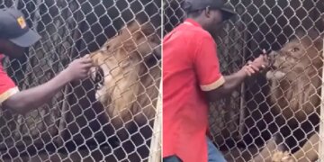 Lion Bites Off Man Finger After He Tries To Teasing It Incident Caught On Camera Viral Video Is Not For Faint Hearted