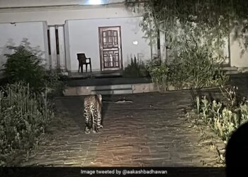 Leopard Captured In Front Of 120 Yr Old Guest House In UP Viral Photo Will Remind A Ruskin Bond Story