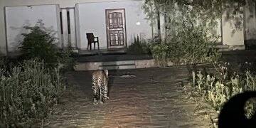 Leopard Captured In Front Of 120 Yr Old Guest House In UP Viral Photo Will Remind A Ruskin Bond Story