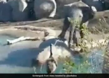 Baby Elephant Annoyed Bird By Spraying Water Then What Happened Next Is A Huge Life Lesson Watch Viral Video – पानी पीते हुए पक्षी को परेशान कर रहा था हाथी का बच्चा, फिर चिड़िया ने जो किया, जानवर को याद आ गई नानी