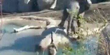 Baby Elephant Annoyed Bird By Spraying Water Then What Happened Next Is A Huge Life Lesson Watch Viral Video – पानी पीते हुए पक्षी को परेशान कर रहा था हाथी का बच्चा, फिर चिड़िया ने जो किया, जानवर को याद आ गई नानी