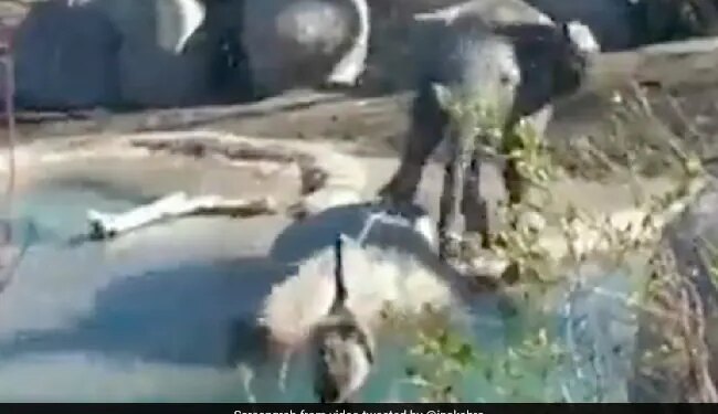 Baby Elephant Annoyed Bird By Spraying Water Then What Happened Next Is A Huge Life Lesson Watch Viral Video – पानी पीते हुए पक्षी को परेशान कर रहा था हाथी का बच्चा, फिर चिड़िया ने जो किया, जानवर को याद आ गई नानी