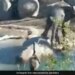 Baby Elephant Annoyed Bird By Spraying Water Then What Happened Next Is A Huge Life Lesson Watch Viral Video – पानी पीते हुए पक्षी को परेशान कर रहा था हाथी का बच्चा, फिर चिड़िया ने जो किया, जानवर को याद आ गई नानी