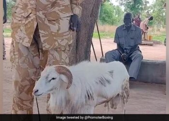 अफ्रीका में महिला की हत्या के मामले में भेड़ को सुनाई गई 3 साल की सज़ा, सींग से मारकर उतारा था मौत के घाट