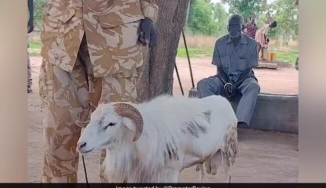 अफ्रीका में महिला की हत्या के मामले में भेड़ को सुनाई गई 3 साल की सज़ा, सींग से मारकर उतारा था मौत के घाट