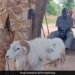 अफ्रीका में महिला की हत्या के मामले में भेड़ को सुनाई गई 3 साल की सज़ा, सींग से मारकर उतारा था मौत के घाट