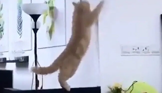 बुरी तरह फेल हुआ बिल्ली का स्टंट, देखते ही छूट जाएगी हंसी