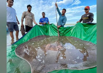 Photo Viral When A Cambodian Fisherman Caught A Endangered Fish