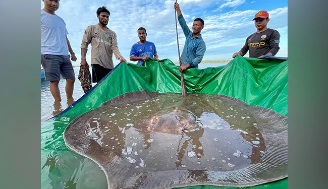 Photo Viral When A Cambodian Fisherman Caught A Endangered Fish