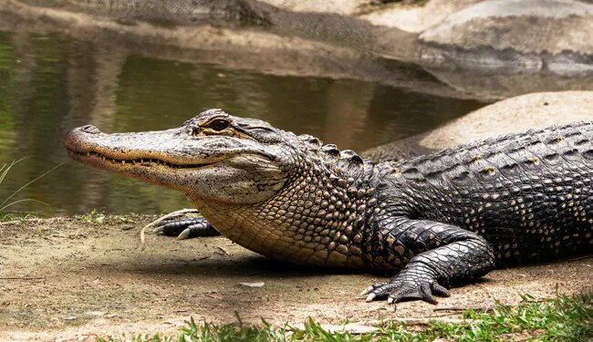 मगरमच्छ से भिड़ गया 14 साल का बहादुर बच्चा, लड़कर बचाई अपनी जान