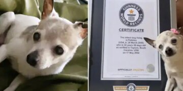 Meet World Oldest Living Dog Pebbles This Is 22 Years Old