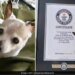 Meet World Oldest Living Dog Pebbles This Is 22 Years Old