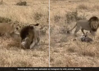 Lion Attack On Leopard Dangerous Fight Will Leave You Shocked Watch Viral Video