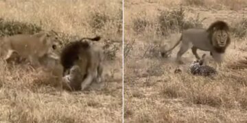 Lion Attack On Leopard Dangerous Fight Will Leave You Shocked Watch Viral Video