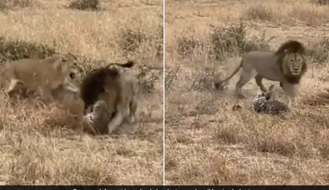 Lion Attack On Leopard Dangerous Fight Will Leave You Shocked Watch Viral Video