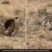 Lion Attack On Leopard Dangerous Fight Will Leave You Shocked Watch Viral Video
