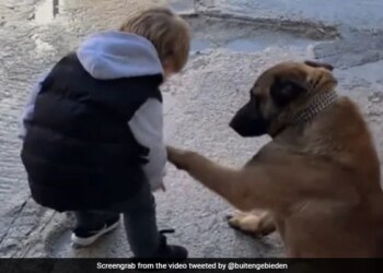 Little Boy Kisses Dog Paw With So Much Love Netizens Loves This Cuteness Watch Viral Video