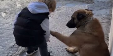 Little Boy Kisses Dog Paw With So Much Love Netizens Loves This Cuteness Watch Viral Video