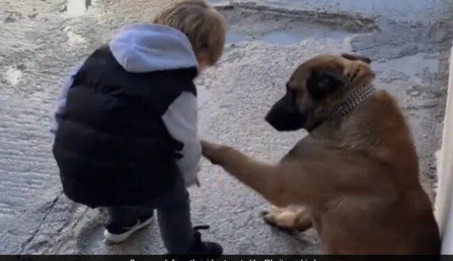 Little Boy Kisses Dog Paw With So Much Love Netizens Loves This Cuteness Watch Viral Video