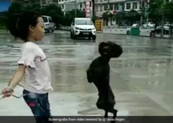 बच्ची के साथ कुत्ते ने कूदी रस्सी,  वीडियो को खूब पसंद कर रहे हैं नेटिजंस