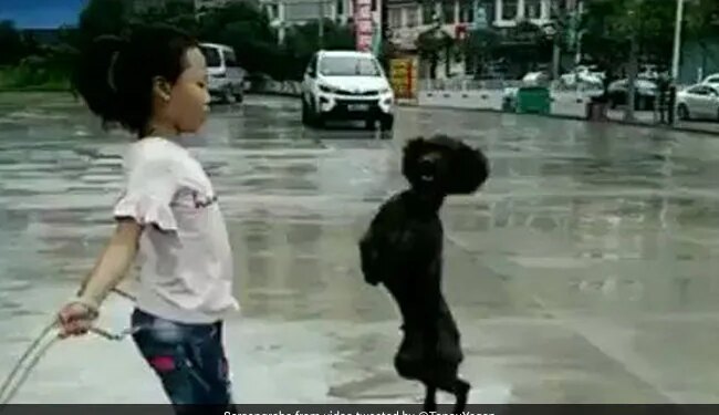 बच्ची के साथ कुत्ते ने कूदी रस्सी,  वीडियो को खूब पसंद कर रहे हैं नेटिजंस