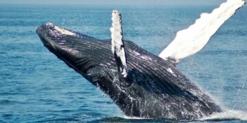 Huge Whale Fish Jumped On The Boat This VIRAL VIDEO Will Fill You With Fear