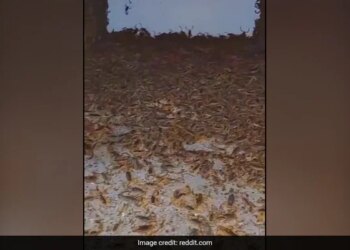 Thousands Of Scorpions Crawling Inside Abandoned House Internet Horrified To See It Watch Hair Raising Video – हजारों बिच्छुओं ने घर में जमाया कब्ज़ा, हर रोज़ बढ़ती ही जा रही है संख्या, वजह जान खड़े हो जाएंगे रोंगटे