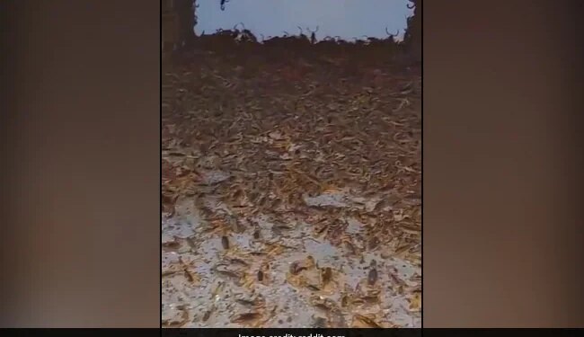 Thousands Of Scorpions Crawling Inside Abandoned House Internet Horrified To See It Watch Hair Raising Video – हजारों बिच्छुओं ने घर में जमाया कब्ज़ा, हर रोज़ बढ़ती ही जा रही है संख्या, वजह जान खड़े हो जाएंगे रोंगटे