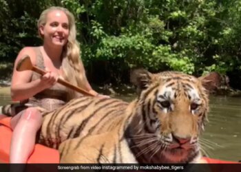 Woman Walking On Boat With Tiger Video Goes Viral On Social Media