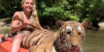 Woman Walking On Boat With Tiger Video Goes Viral On Social Media
