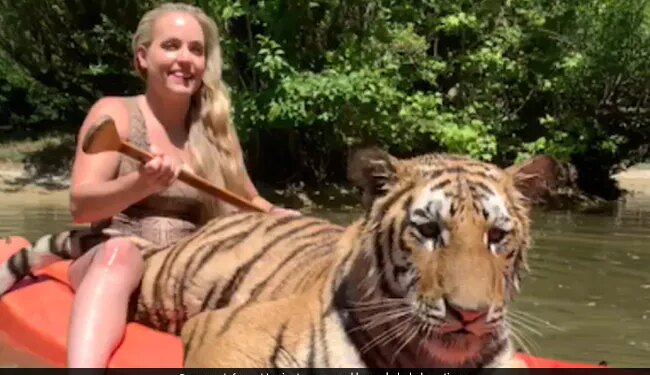 Woman Walking On Boat With Tiger Video Goes Viral On Social Media