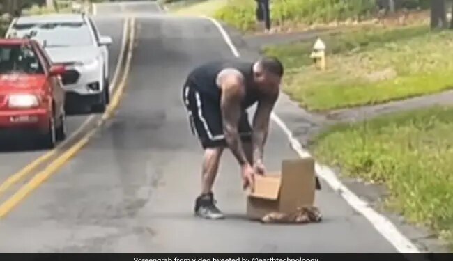 Baby Deer Was Doing Mischief Pretending To Be Dead Funny Video Going Viral On Social Media