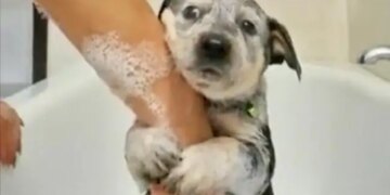 Puppy Was Being Bathed For The First Time, 12 Lakh People Laughed Seeing The Reaction Of The Puppy