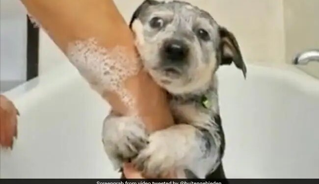 Puppy Was Being Bathed For The First Time, 12 Lakh People Laughed Seeing The Reaction Of The Puppy