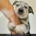 Puppy Was Being Bathed For The First Time, 12 Lakh People Laughed Seeing The Reaction Of The Puppy