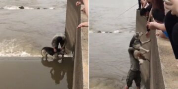 Boy Jumped Into Deep Water To Save Dog Life Vidoe Goes Viral On Social Media