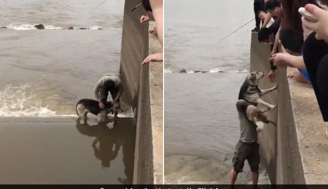 Boy Jumped Into Deep Water To Save Dog Life Vidoe Goes Viral On Social Media