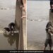 Boy Jumped Into Deep Water To Save Dog Life Vidoe Goes Viral On Social Media