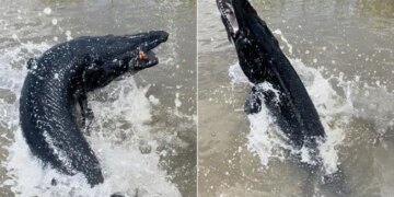 American Fisherman Caught Rare Jet Black Alligator Gar In Texas Seeing Pictures On The Internet People Said Terrifying