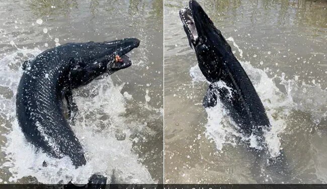 American Fisherman Caught Rare Jet Black Alligator Gar In Texas Seeing Pictures On The Internet People Said Terrifying