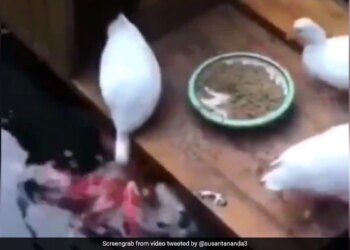 Duck Picked Up Food In Beak And Feed Fishes Who Were Hungry People Said Humans Should Learn From Birds See Viral Video – भूखी थीं मछलियां, बत्तख ने अपनी चोंच में भरकर ऐसे खिलाया खाना, लोग बोले