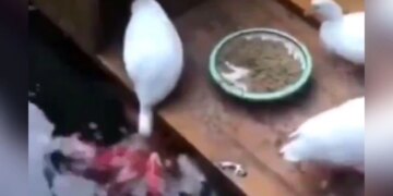 Duck Picked Up Food In Beak And Feed Fishes Who Were Hungry People Said Humans Should Learn From Birds See Viral Video – भूखी थीं मछलियां, बत्तख ने अपनी चोंच में भरकर ऐसे खिलाया खाना, लोग बोले