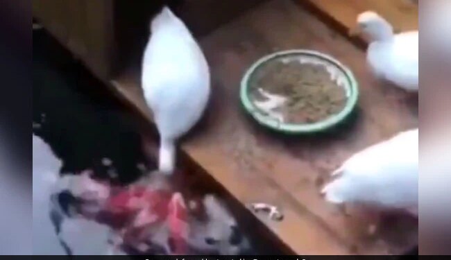 Duck Picked Up Food In Beak And Feed Fishes Who Were Hungry People Said Humans Should Learn From Birds See Viral Video – भूखी थीं मछलियां, बत्तख ने अपनी चोंच में भरकर ऐसे खिलाया खाना, लोग बोले
