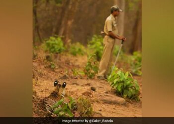 हाथ में प्लास्टिक की लाठी लेकर शेर के सामने डटा रहा सैनिक, तस्वीर देख खड़े हो जाएंगे रोंगटे