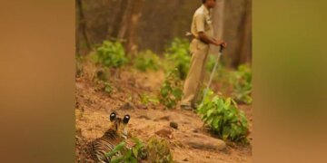 हाथ में प्लास्टिक की लाठी लेकर शेर के सामने डटा रहा सैनिक, तस्वीर देख खड़े हो जाएंगे रोंगटे