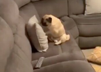 The Dog Took Out His Anger On The Cushion After Boxing, Seeing The Dogs Advance, People Said – Little Rocky Balboa – कभी देखा है बॉक्सिंग करता हुआ कुत्ता, डॉगी का अग्रेशन देख लोग बोले